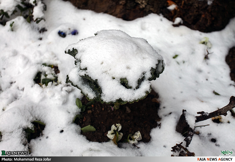 تصاویر:: بارش برف در تهران